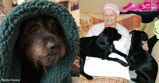 Rescue Dog with Health Issues of Her Own Helps Her Human Through Cancer Diagnosis