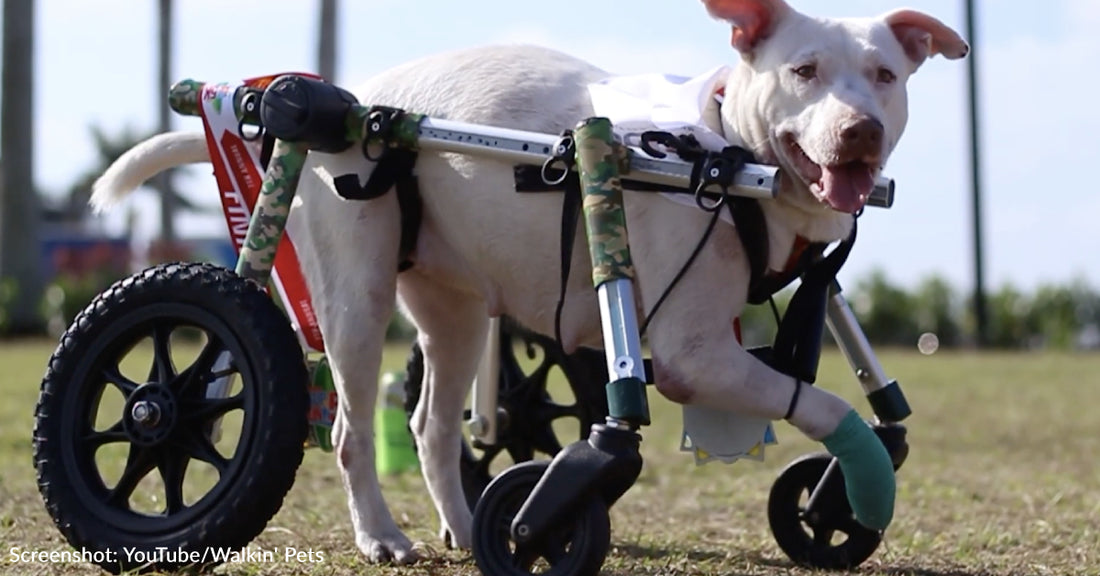 Retired Florida Cop Creates Non-Profit To Purchase Wheelchairs For Disabled Pets