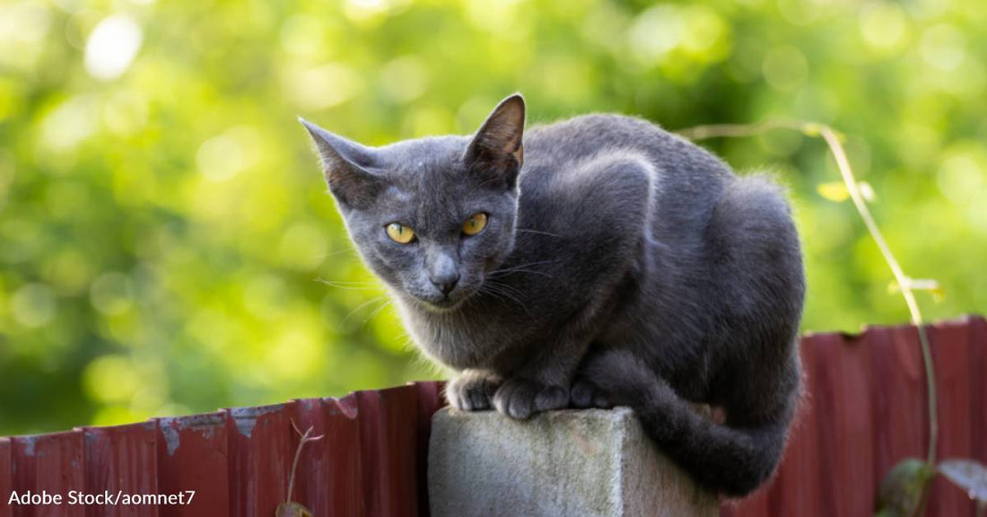 Cat Trades in His Spot on a Roof for a Warm Bed Inside