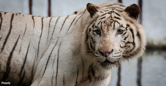 Trophy Hunting Threatens Russia's Rare Siberian Tigers and Other Species with Extinction
