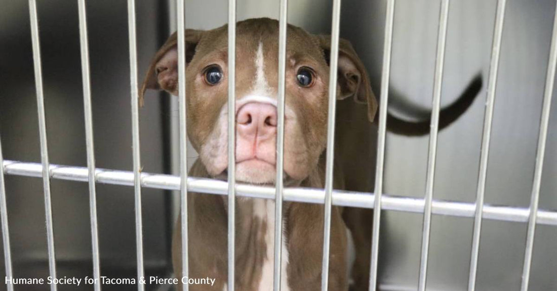 Two Dogs Arrive at Shelter with Rare and Deadly Disease