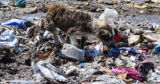 600 Sick and Emaciated Dogs In Greece Need Your Support To Survive