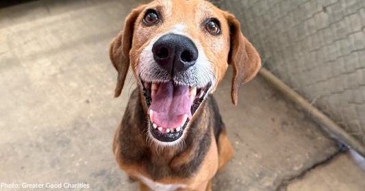 Help Save A Dozen Heartworm-Positive Shelter Dogs on This Month's Save A Heart Flight