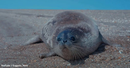 Toxic Waters and Climate Chaos Are Pushing Caspian Seals to Collapse