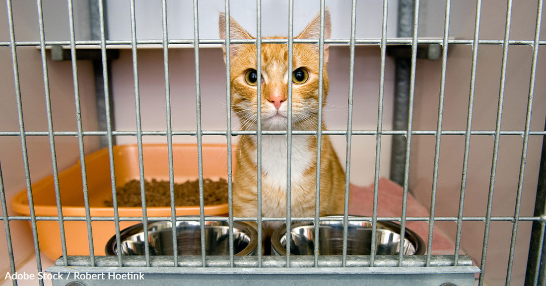 10 Ways You Can Help Save Cats Of Families Affected By Crisis