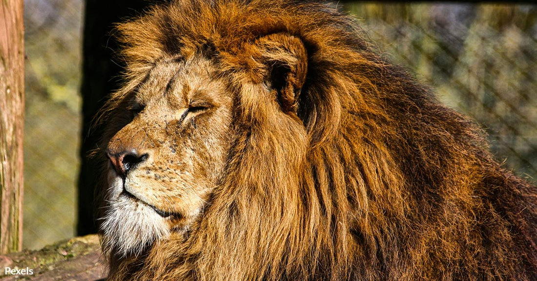 Simba the Lion Trapped in Despair at Tregembo Animal Park