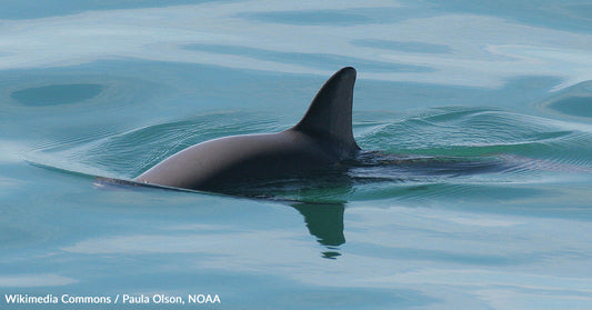 Take Action To Save The Vaquita: 8 Steps You Can Take To Protect This Critically Endangered Species