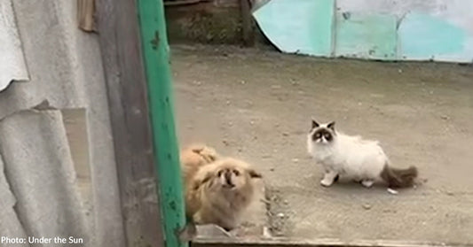 Scared Dog and Cat Found in Bombed Ukraine Home