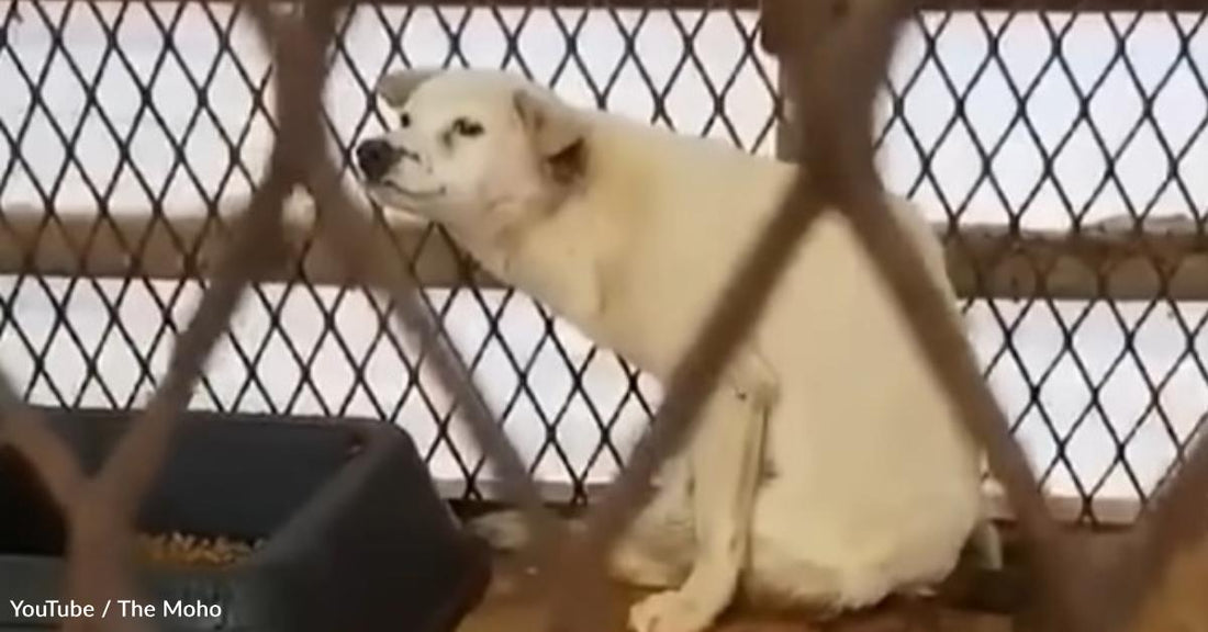 Scared Shelter Dog Cowers in a Corner Before Getting a Happy Home