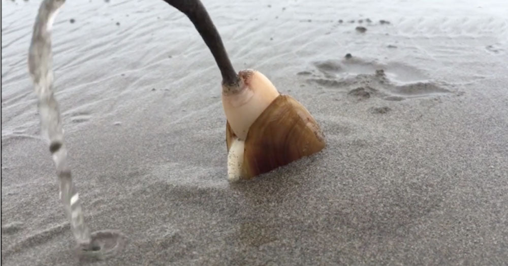 Clam Uses Its Foot To Dig Into The Sand In Absolutely Fascinating Video