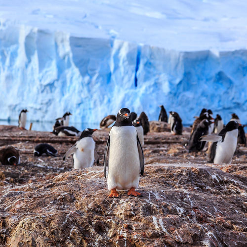 Free 15 Gentoo Penguins From Their Basement Prison