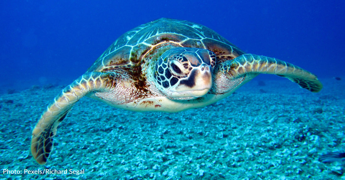 10 Interesting Facts About Sea Turtles