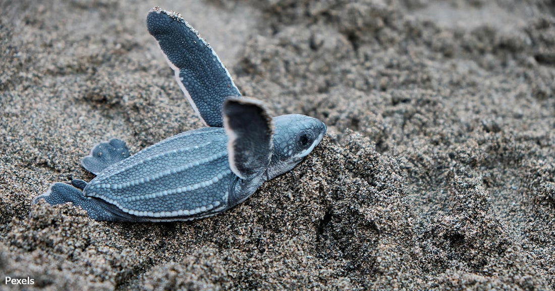 Little Loggerhead Turtles Do A Dance When They Sense Magnetic Fields Of Food