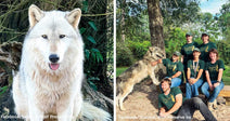 Court Order Forces Wolves From Their Sanctuary Home After Decades