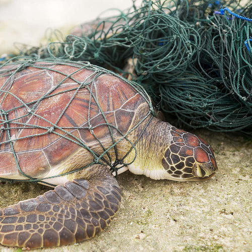 Sea turtle trapped in green fishing net on a sandy shore.