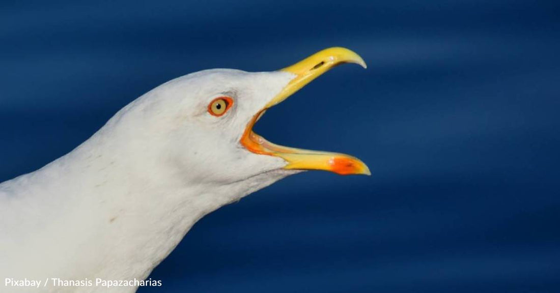 Seagulls Learn What's Good to Eat By Watching People, Study Finds