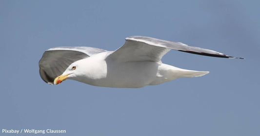 Though They May Steal a Human Snack or Two, Research Shows Seagulls Prefer Fish