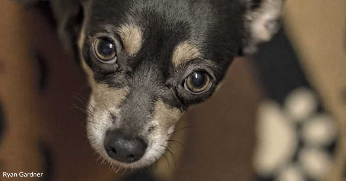 Stray Puppy Shows Up at Barbecue, Ends Up Touring the Country with Musician Who's Also There