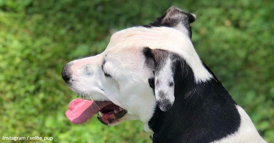 Lucy the Selfie Dog Escapes Shelter Life to Become Internet Sensation