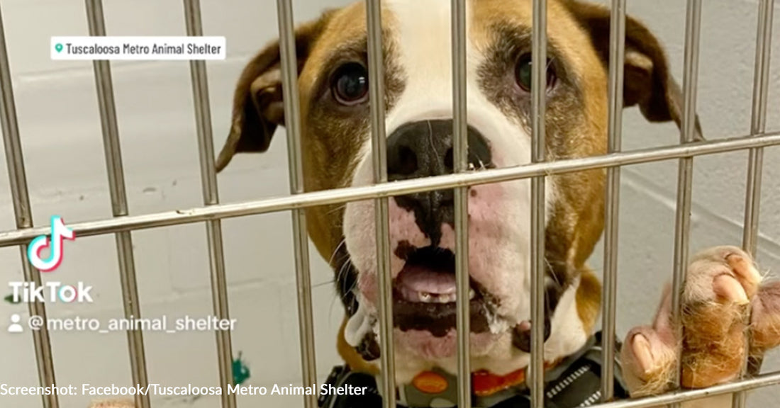 Senior Boxer Giving Up Hope After 204 Days In Alabama Shelter Finally Finds His Person