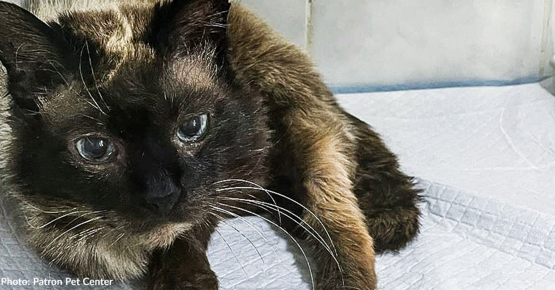 Senior Cat Surrendered to Rescuers as Owner Fled War Zone