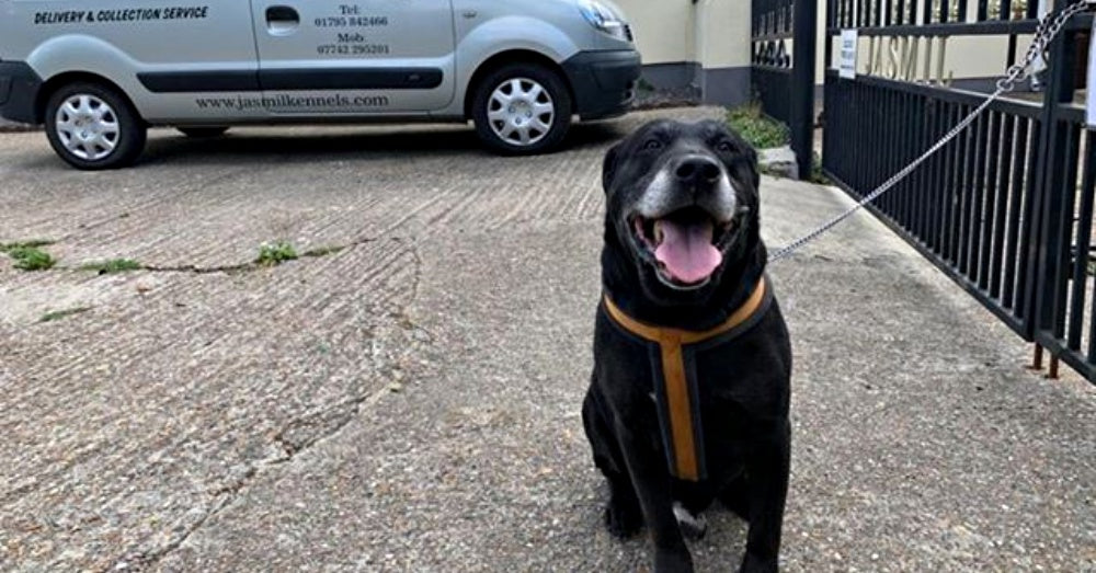 Senior Dog Found Chained To Kennel Gate With Note Saying, "I Have Not Learnt To Be Good"