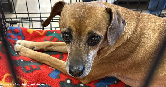 tan dog with gray muzzle on red blanket looking at camera