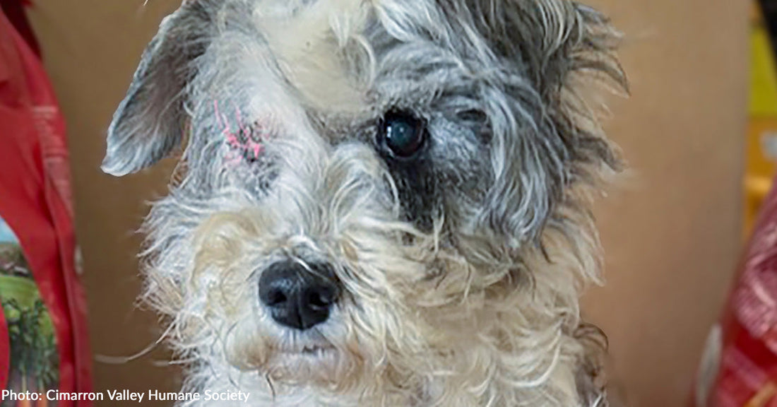 white and gray dog missing one eye looking at camera