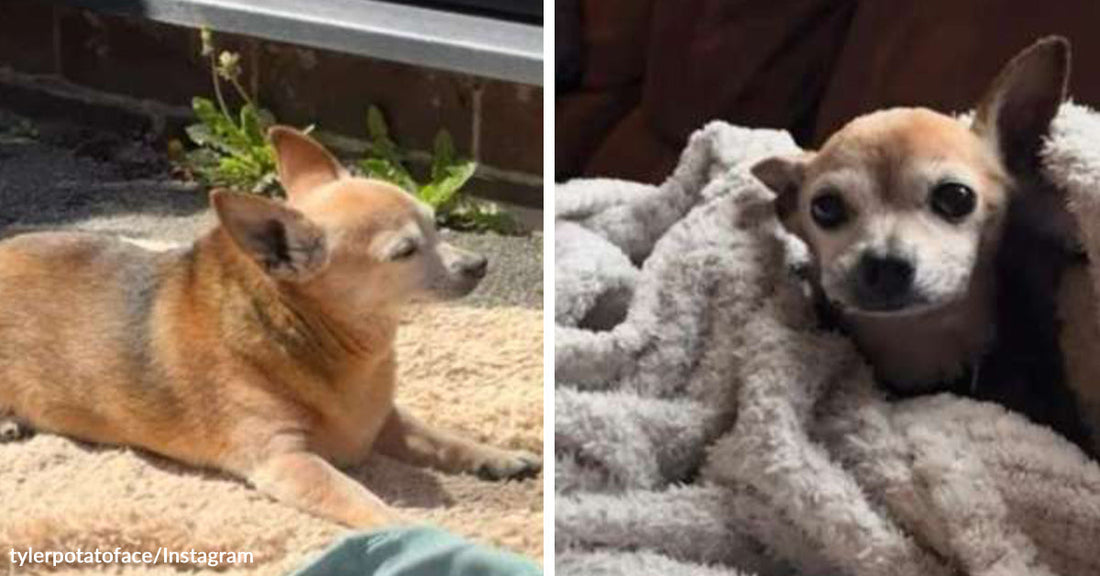 Small tan chihuahua lounging in the sun outdoors; paired with the same dog tucked into a fluffy gray blanket indoors.