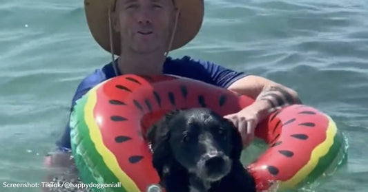 Senior Street Dogs Enjoy Day At The Beach In Thailand With Kindhearted Man