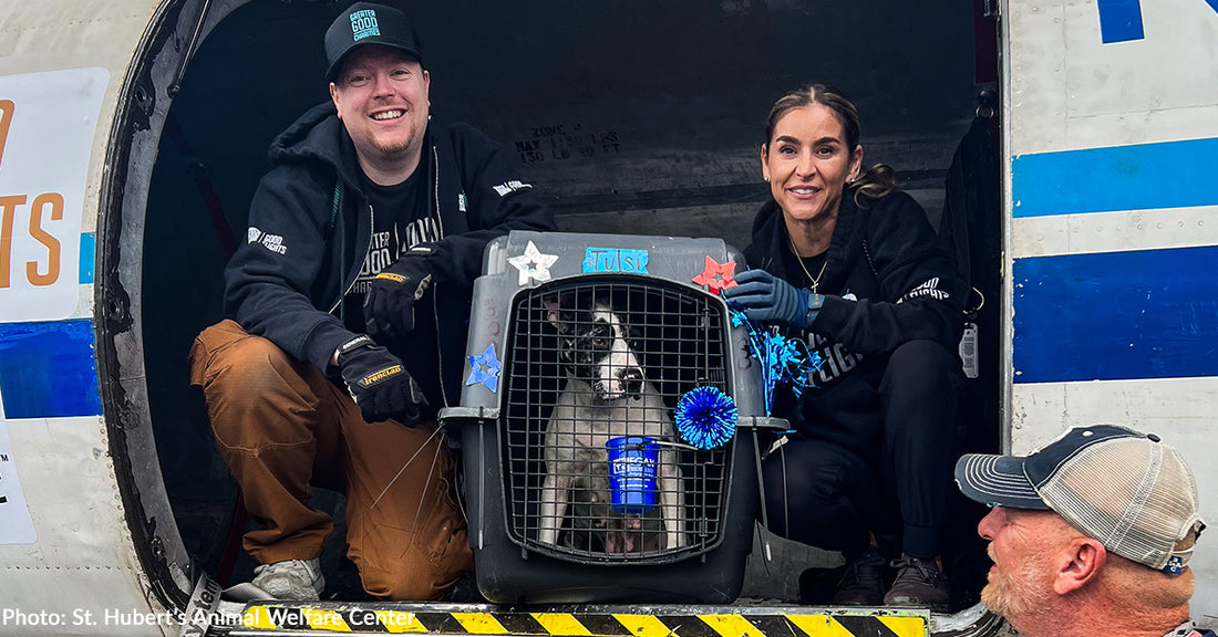 Flight Full of Shelter Dogs Has Touched Down in New Jersey