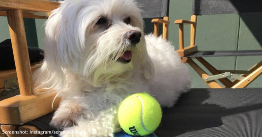 Serena Williams Shares That Her Beloved Dog, Lauerlei, Has Passed Away