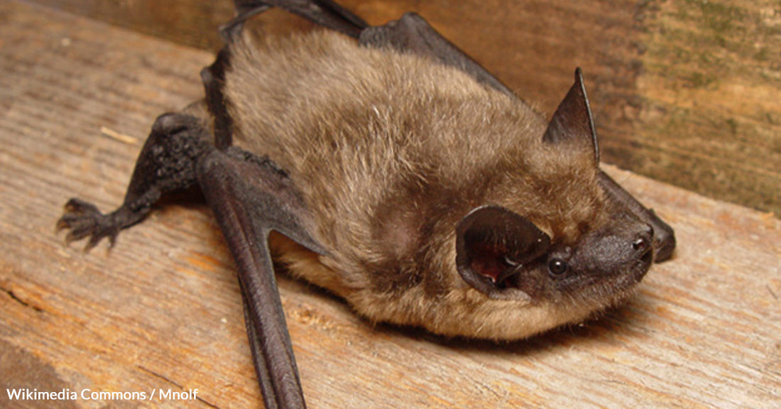 Serotine Bats Challenge Conventional Science with Unique Mating Strategy