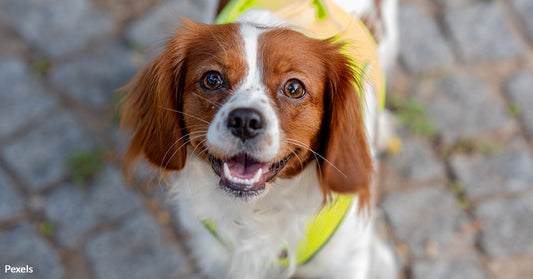 How Airline Regulations Impact Blind Passengers with Service Animals