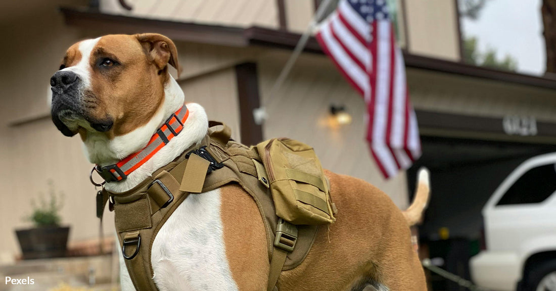 Service Dogs Transform Lives of Veterans Battling PTSD