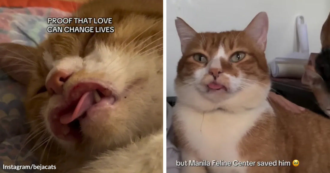 Split image of an orange-and-white cat before and after rescue, with a close-up of the cat’s injured mouth on the left and the healthy cat sitting upright with its tongue slightly out on the right.