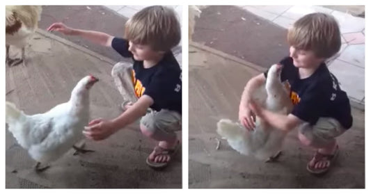 Boy Asks ‘Love Bird’ For A Hug – The Adorable Encounter Has Been Viewed By Over 2 Million