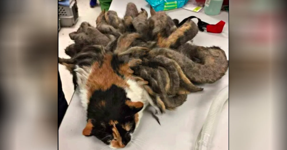 Shelter Staff Springs Into Action When They See "Worst Case Of Matted Fur" Ever