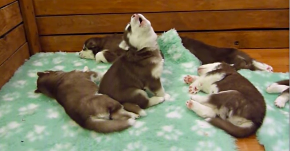 Little Husky Puppy Sounds Just Like Chewbacca When He Howls