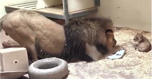 Papa Lion Crouches Down To Meet His New Cub For First Time