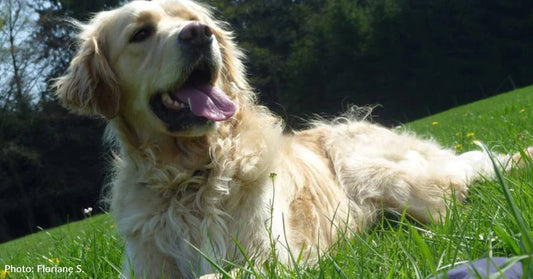 After a Neglected Life Outside, Pup is Still 'Incredibly Loving'