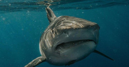 The face of a great white shark swimming in the ocean