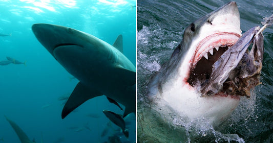 On the left, a sleek shark glides through clear blue ocean water amid smaller fish; on the right, a great white shark lunges from dark water with jaws open, biting.