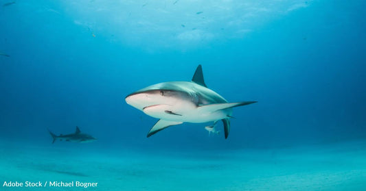 They're Older Than Dinosaurs, and Other Interesting Facts About Sharks