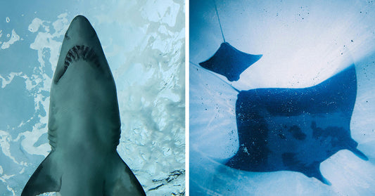 Side-by-side images showing a shark from below and a ray gliding underwater.