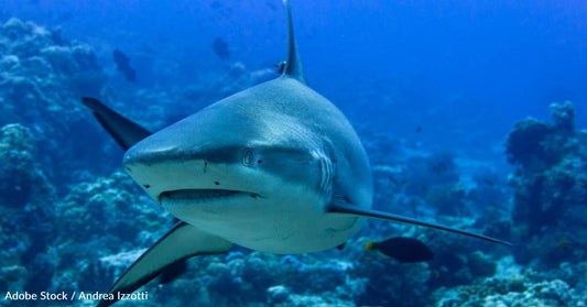 Shark Briefly Swallows Diver's Camera, Providing Great Footage