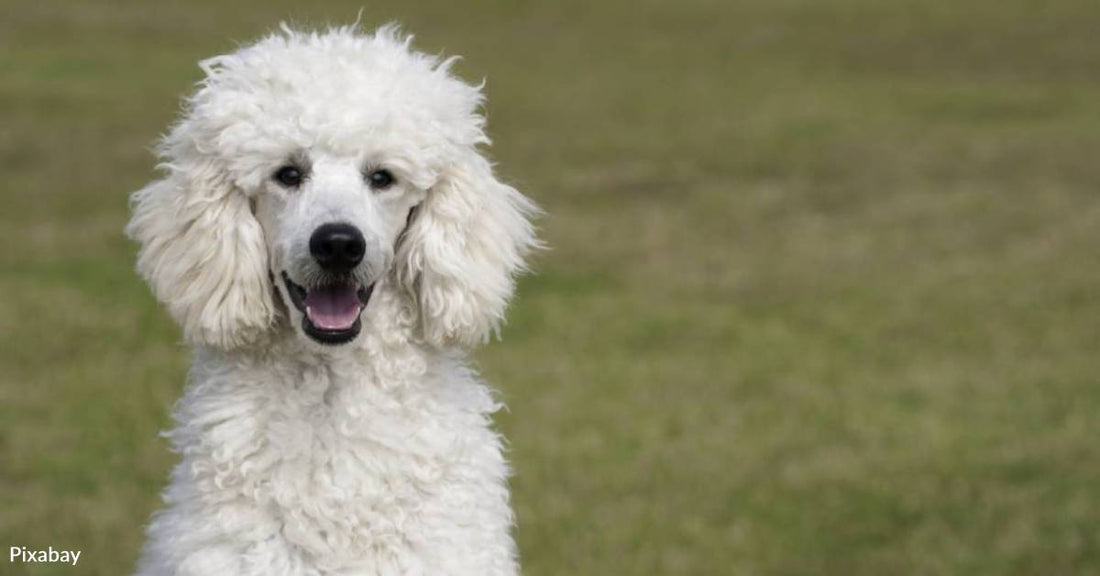 Sheena the Blind and Deaf 22-Year-Old Rescue Poodle