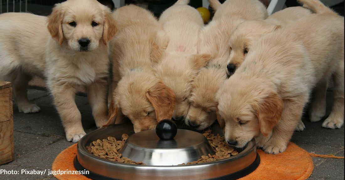 Shelter Pets Are The Winners Of Shelter Bowl With Over 3 Million Meals Donated