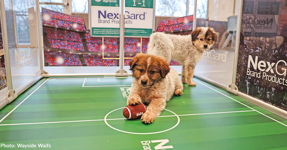 Meet Shelter Bowl MVPs From Philadelphia and Kansas City Animal Shelters