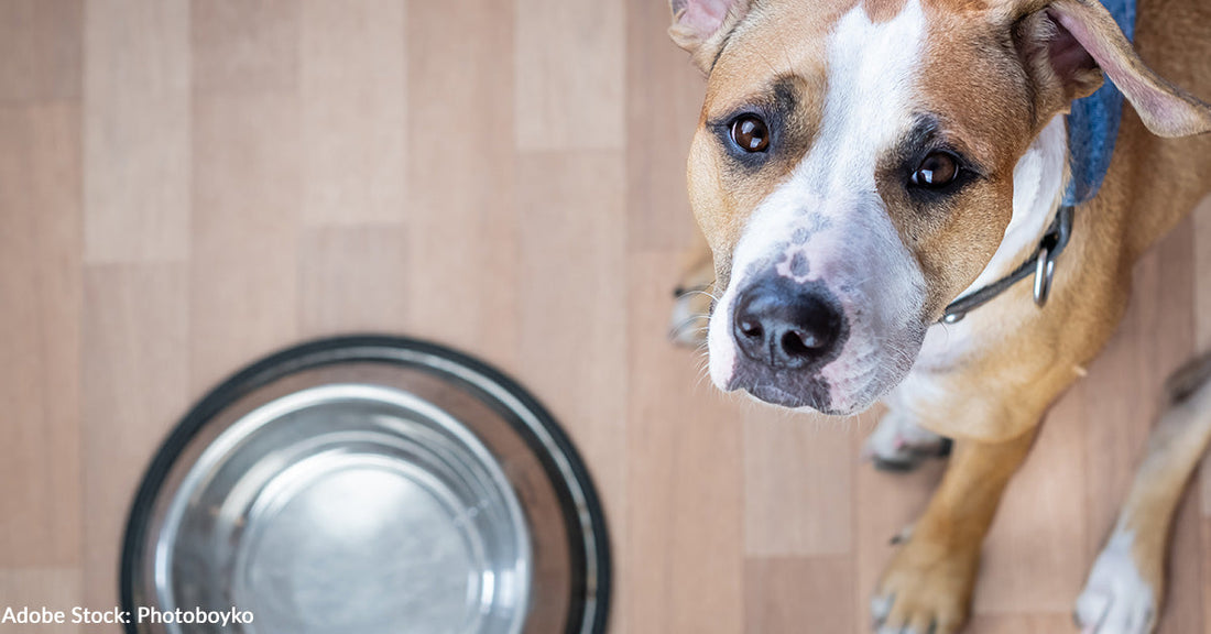 Shelter Bowl Scores Nutritious Food for Hungry Shelter Pets